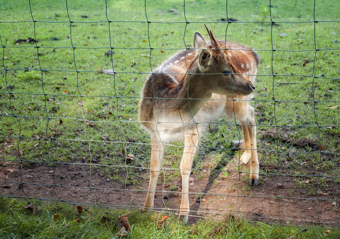 Wildpark - Олег Зак