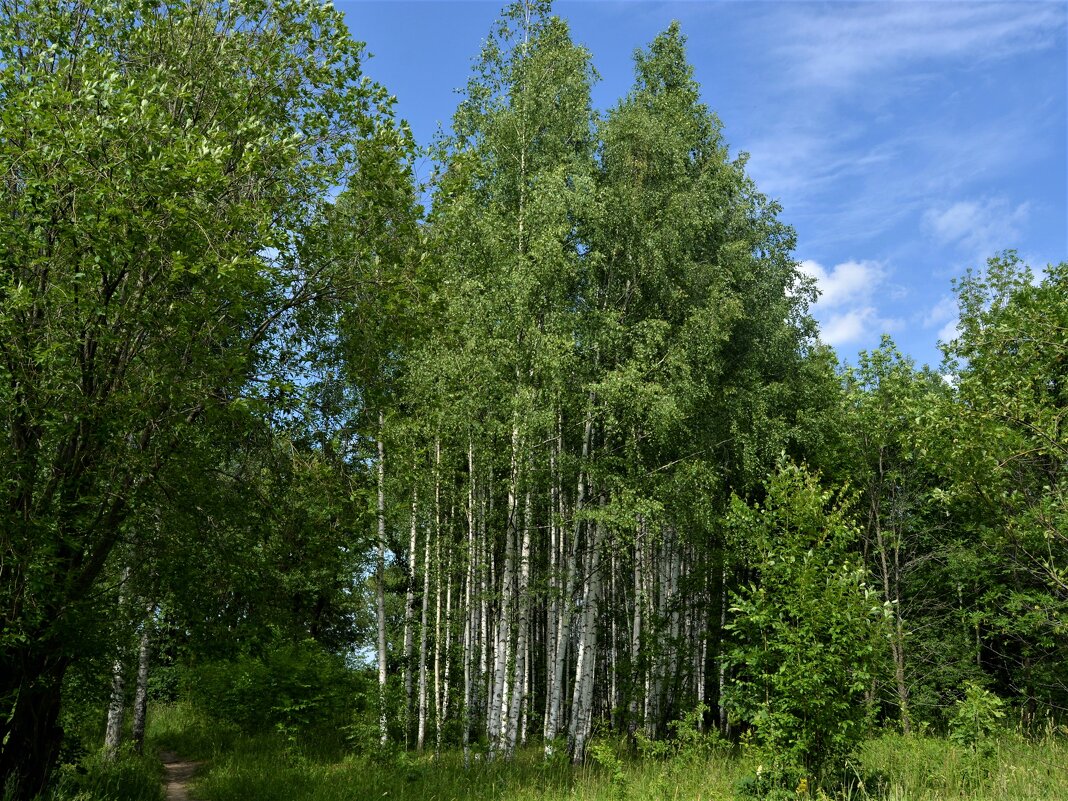 Канаш. Молодые берёзки Центрального городского парка. - Пётр Чернега