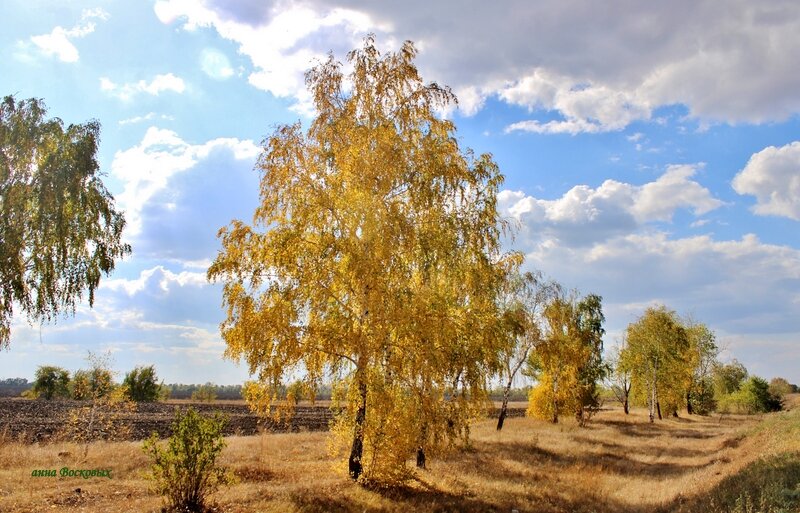 Раскрасила осень берёзки, а в городе осень почти не видна. - Восковых Анна Васильевна 