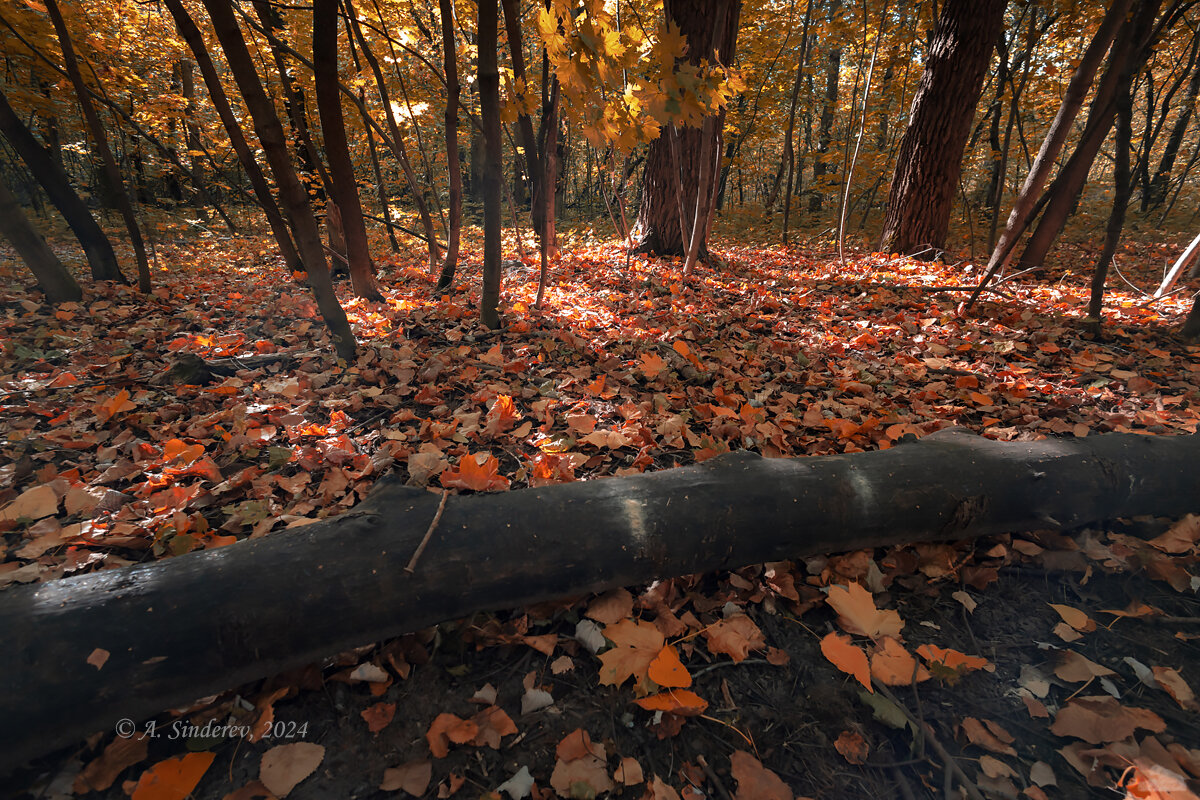 Осенняя природа - Александр Синдерёв