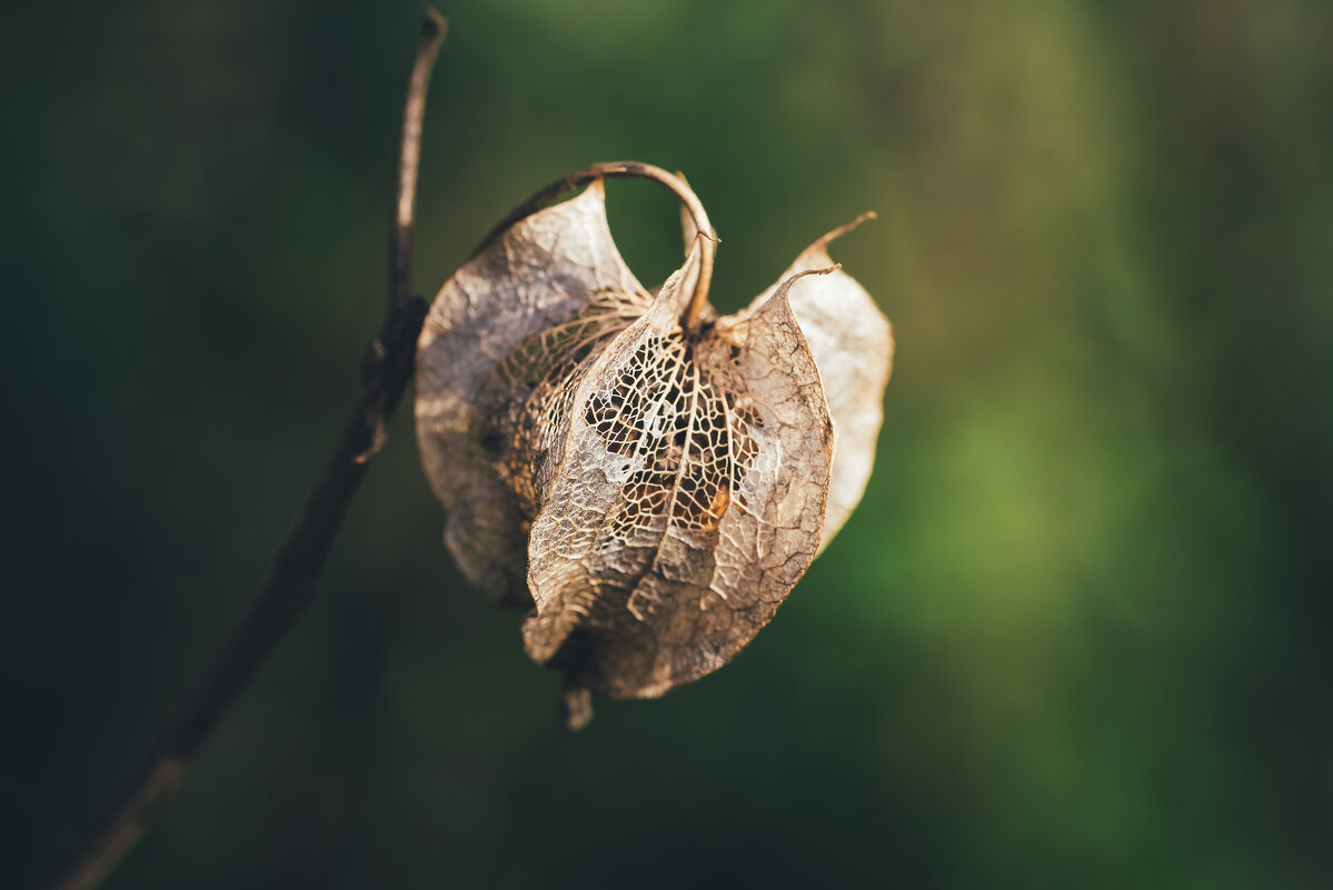 Late autumn - Alexandr Ghereg