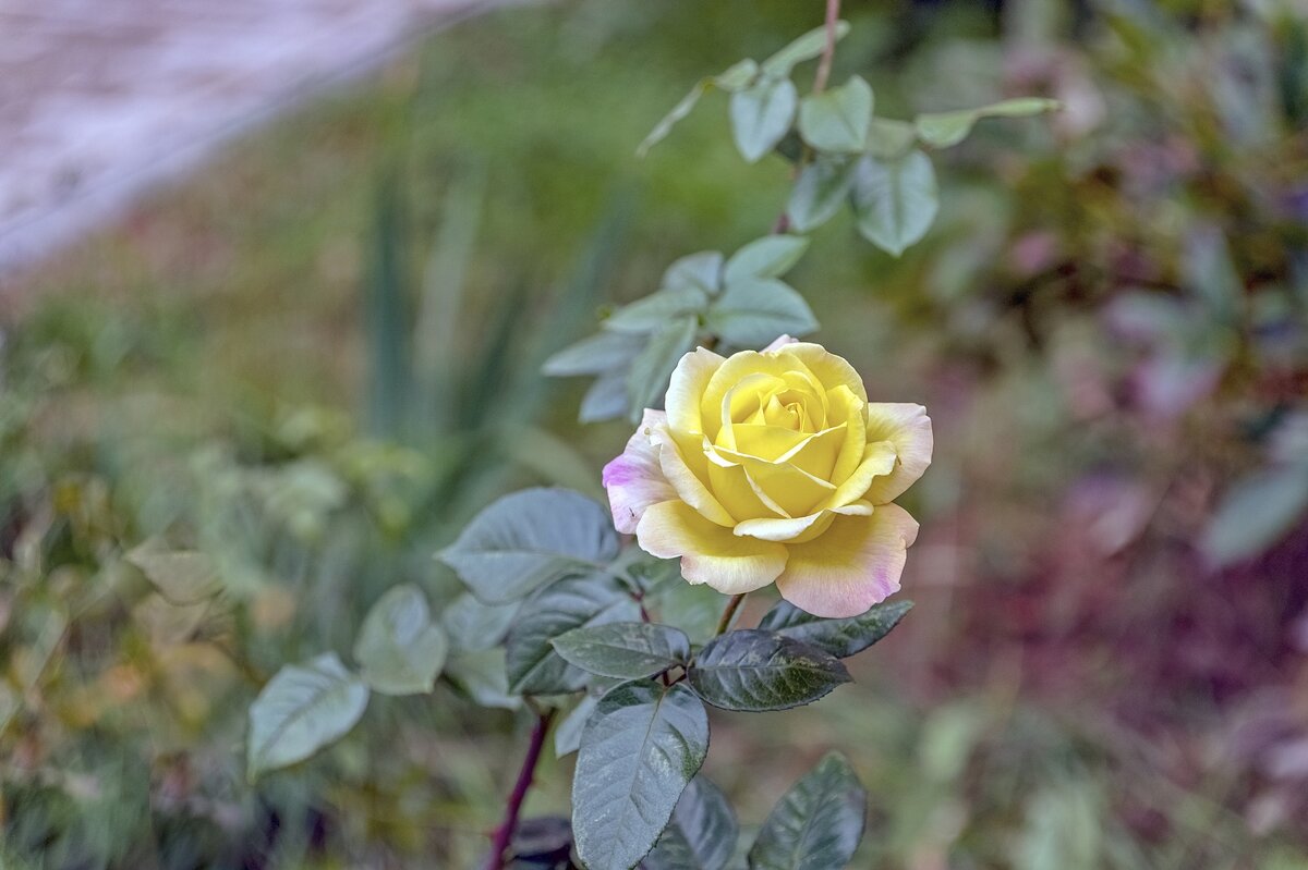 Rosa Gloria Dei - Валерий Иванович