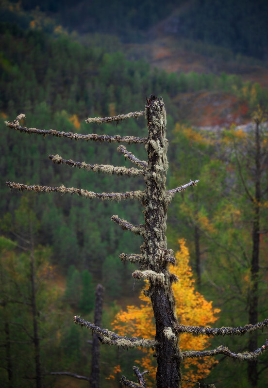 * - Александр Иванов