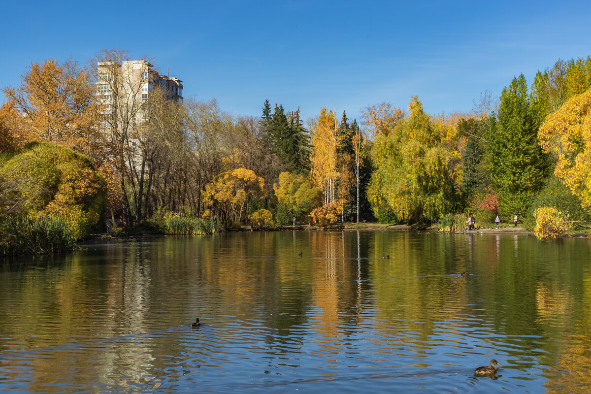 Фото. 2.10.2024.Екатеринбург.Золотая осень в Дендрарии на улице Мира.jpeg - Михаил Пименов