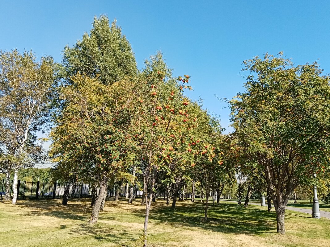 В парке Коломенском. - Владимир Драгунский