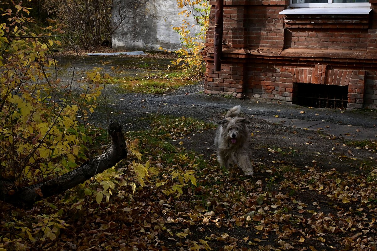 Осенний пес. - Эника. 