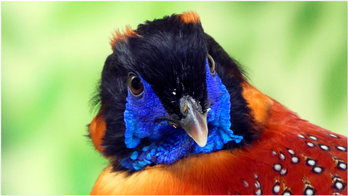 Трагопан Темминка, /Tragopan temminckii/ - "The Natural World" Александер