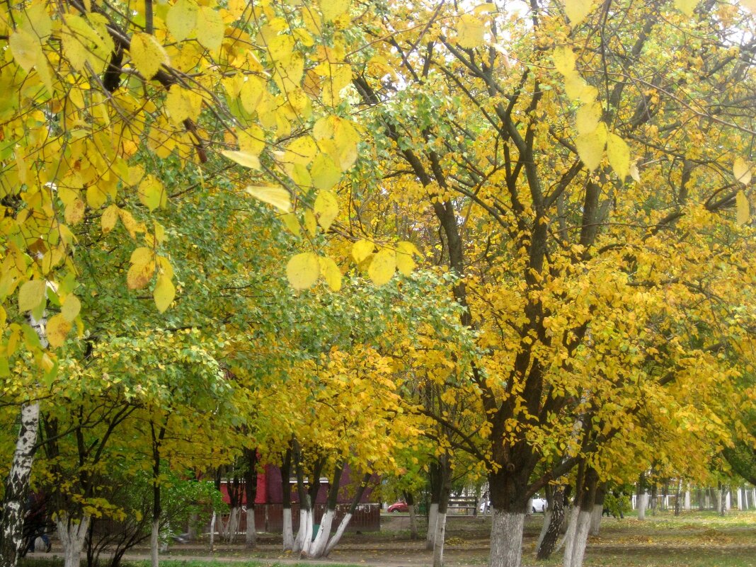 В золотую осень - Елена Семигина