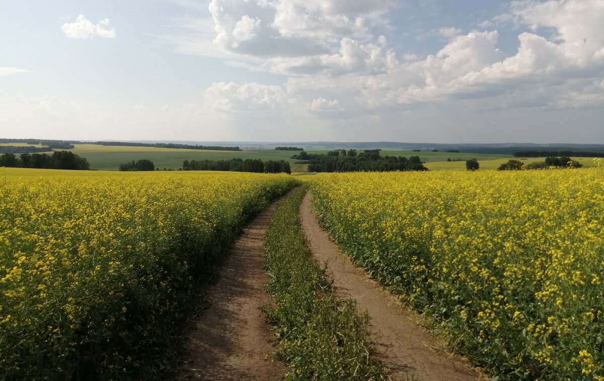 рапсовое поле - Ольга Гомзина