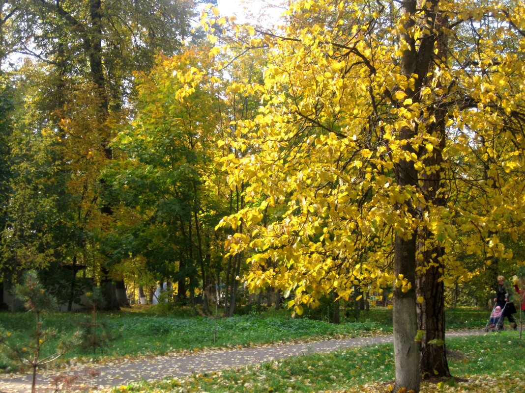 В городском парке осенью - Елена Семигина