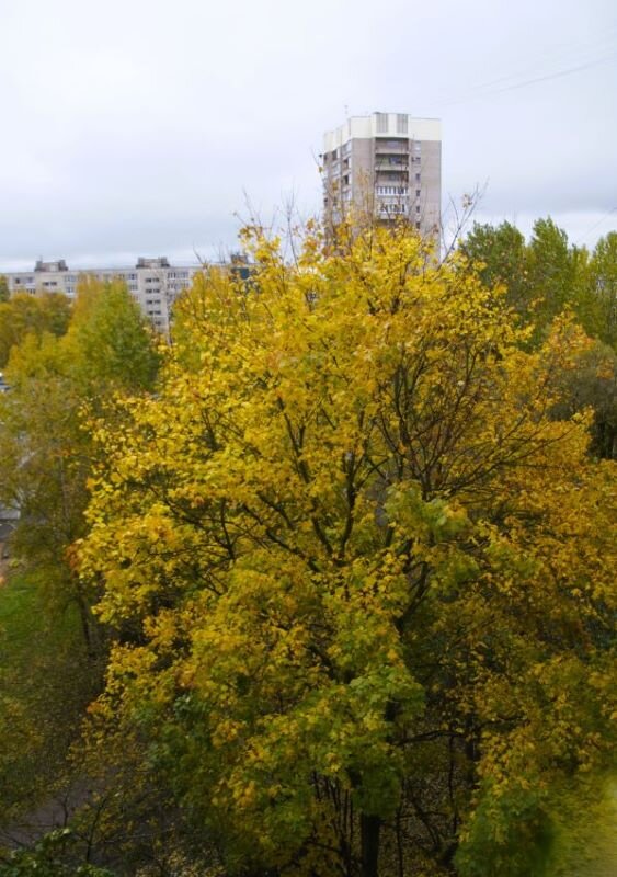 Осень в моём окне - Галина Шеина-Мюльдорфер