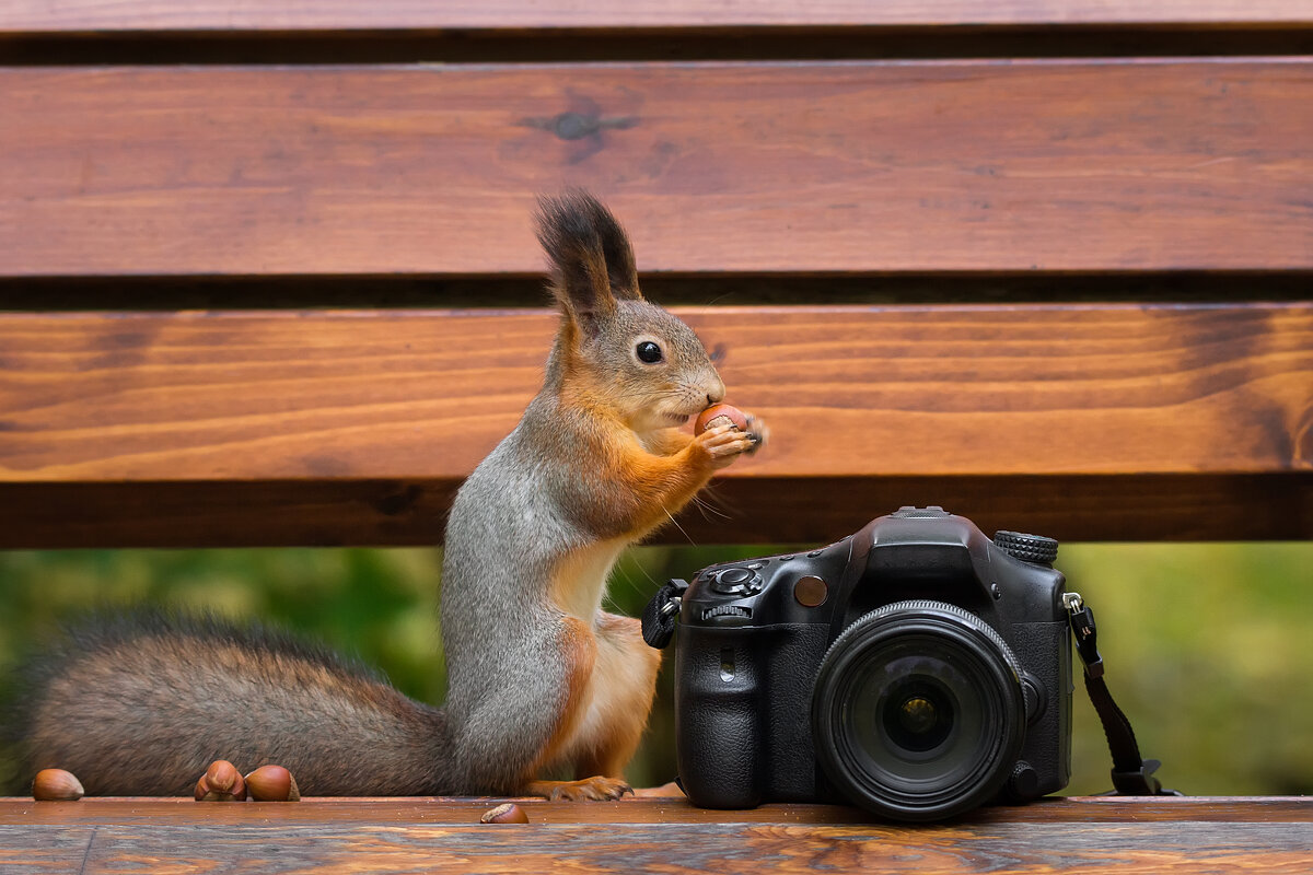 Белка фотограф - Alex Bush