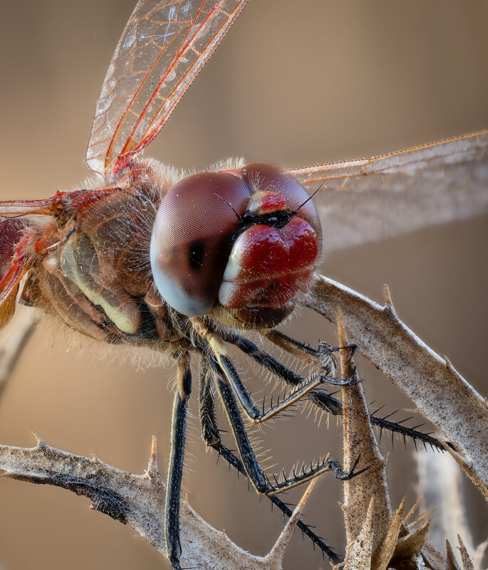 Стрекоза(Sympetrum sanguineum). - Александр Григорьев