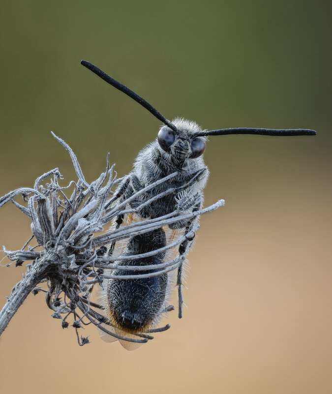 Campsomeriella thoracica. - Александр Григорьев