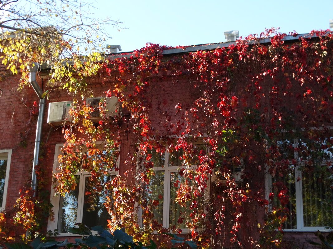 Осень в городе - svk *