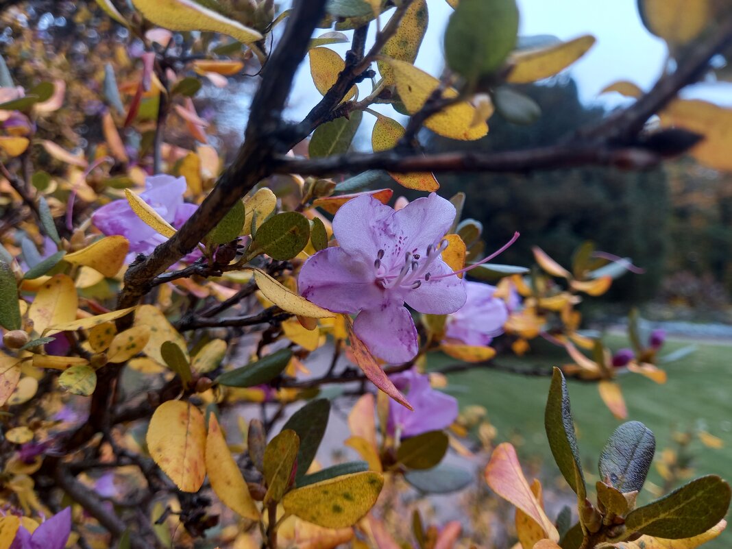 Рододендрон - Сапсан 