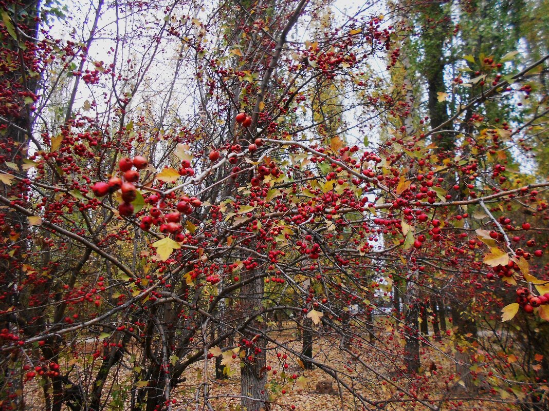 Октябрь в парке - Елена Шаламова