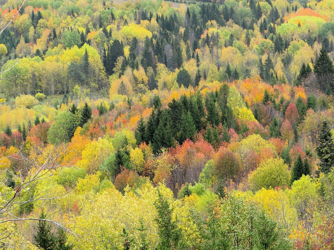 Белогорье - Лариса С.