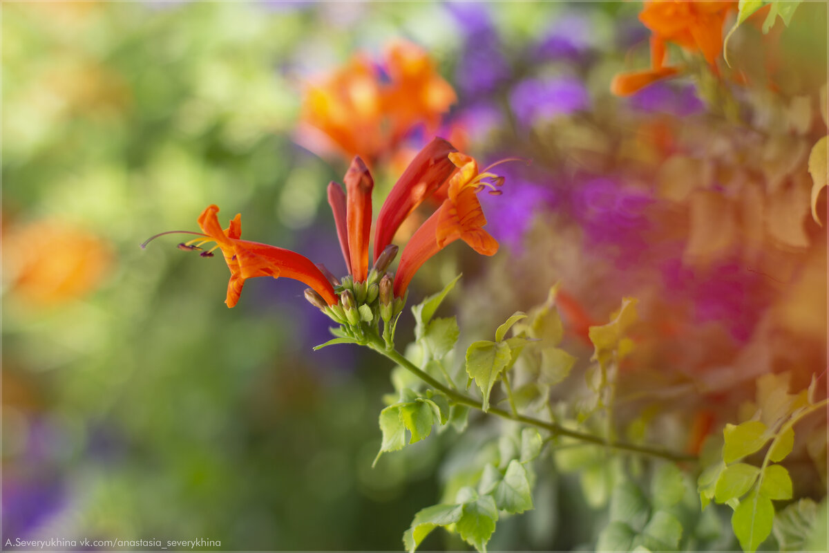 Текомария капская (Tecomaria capensis) - Анастасия Северюхина