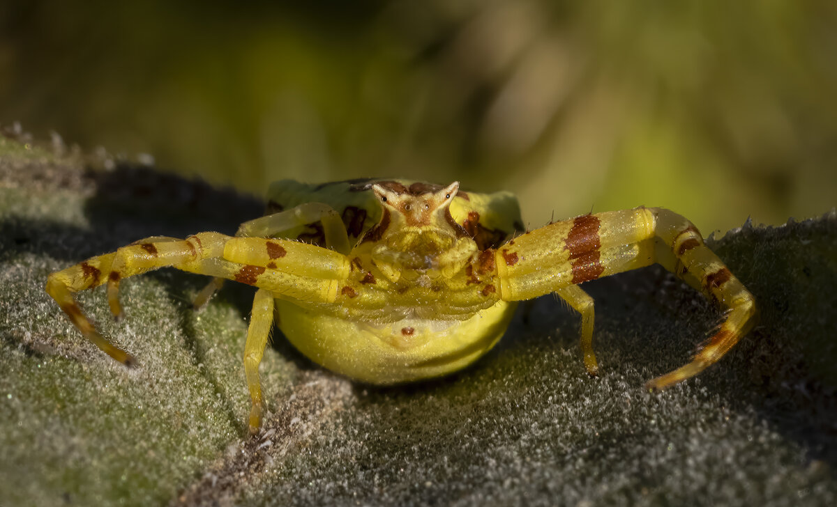 Thomisus citrinellus,паук-бокоход,паук-краб. - Александр Григорьев