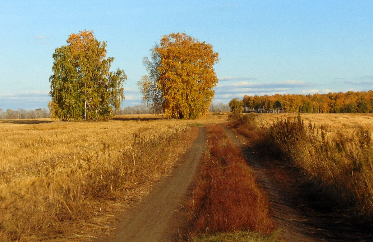 Среди хлебов спелых. - nadyasilyuk Вознюк