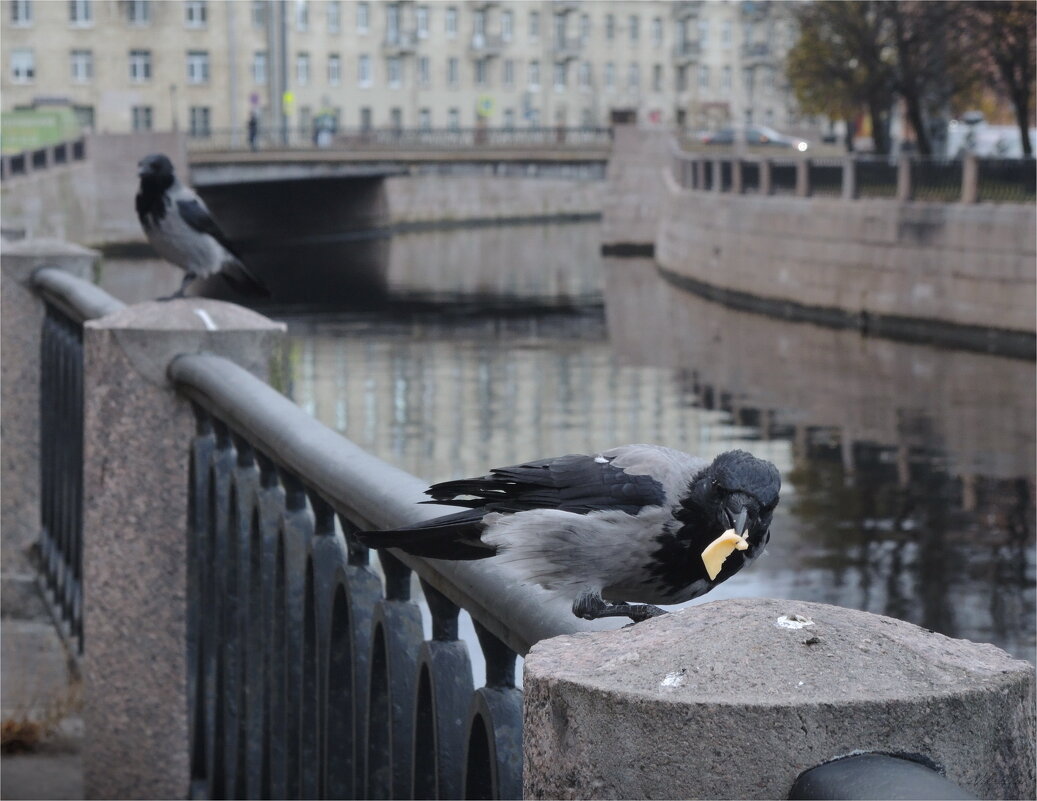 вороне бог послал фотографа, но с сыром) - sv.kaschuk 