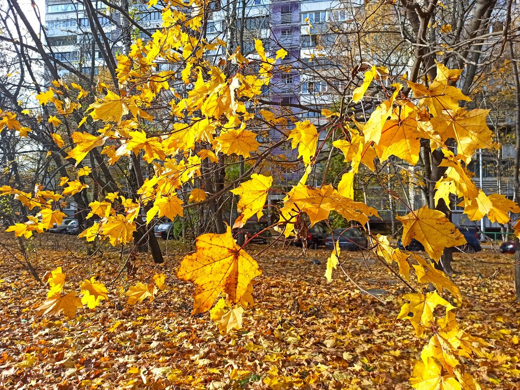 Осень в городе - svk *