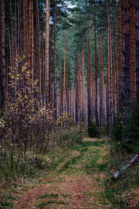 Лес - Людмила Баймухаметова