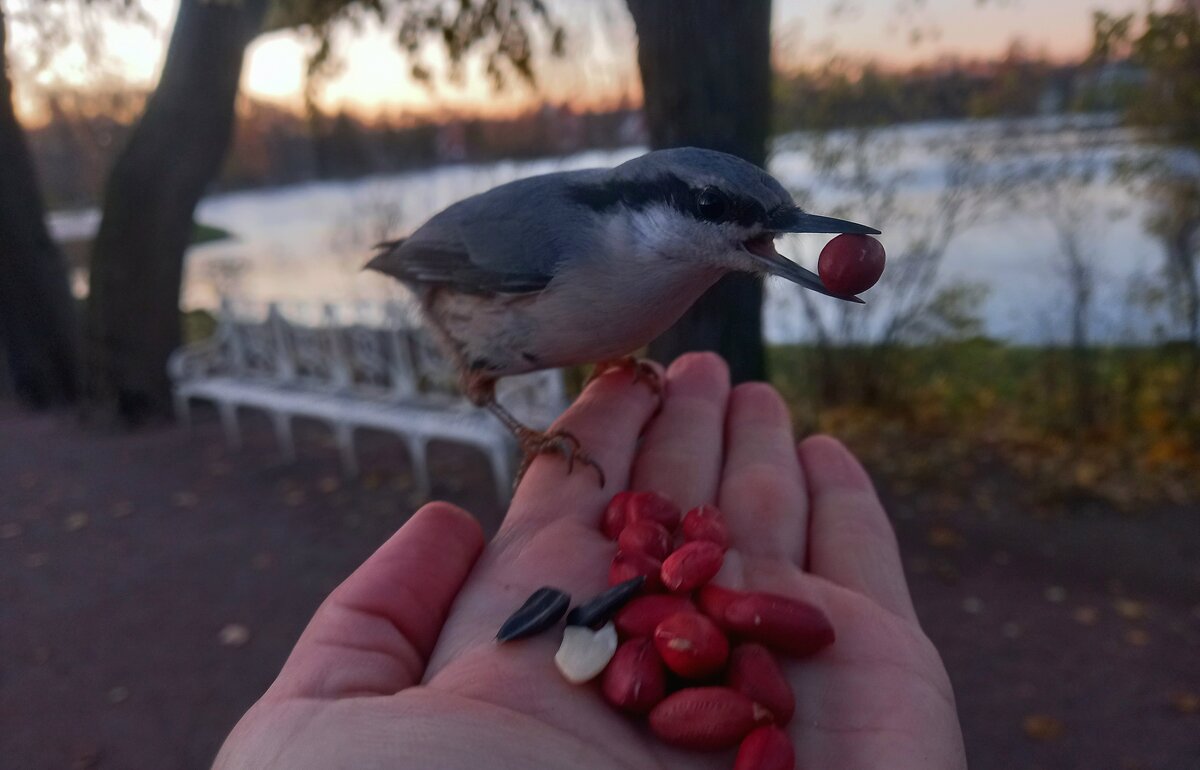 Поползень - Сапсан 