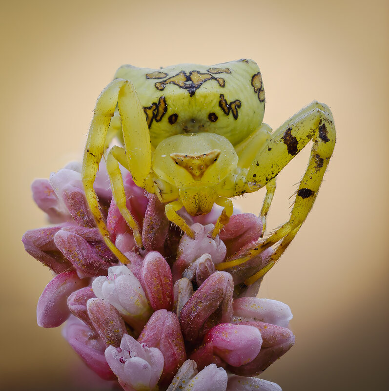 Thomisus citrinellus,паук-бокоход,паук-краб. - Александр Григорьев