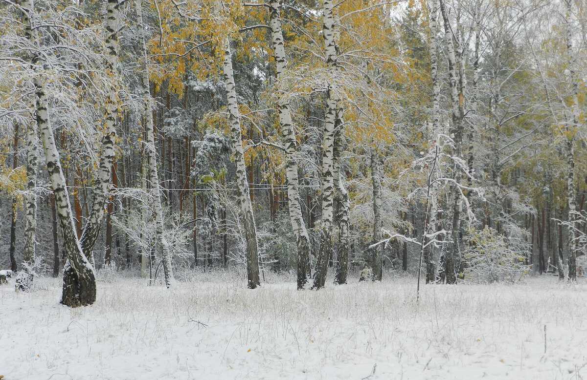 лес в снегу - Лера 