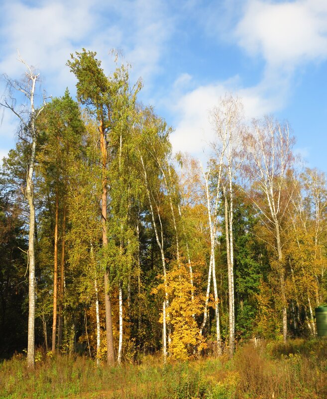 Опушка в середине осени - Андрей Снегерёв