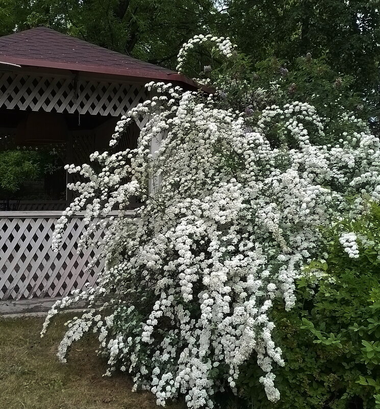 *** - Валентина Береснева