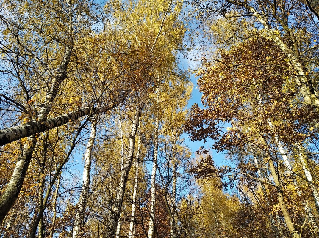 Небо золотой осени - Елена Семигина