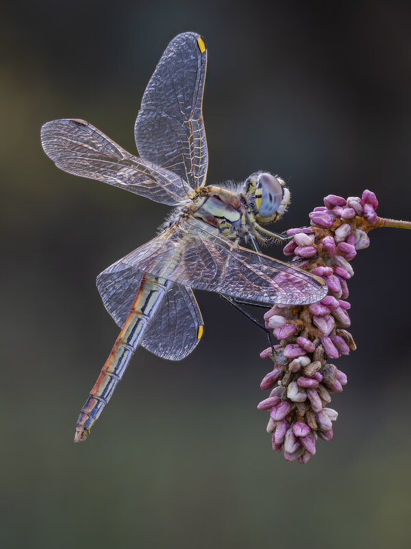 Стрекоза(Sympetrum fonscolombii) - Александр Григорьев