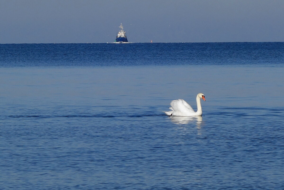 Лебеди, море - Рита Симонова