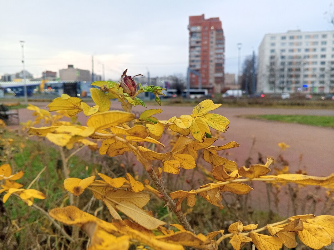 Шиповник - Сапсан 