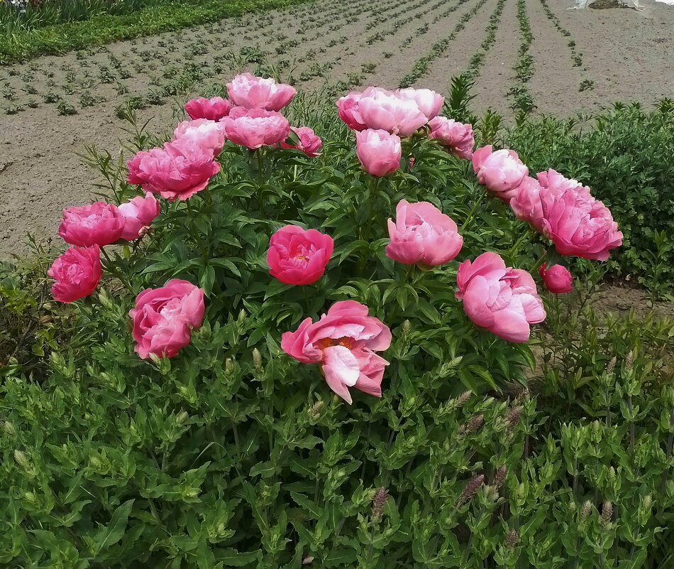 *** - Валентина Береснева