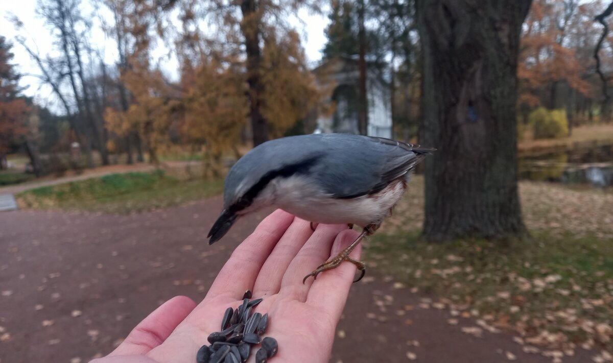 Поползень - Сапсан 