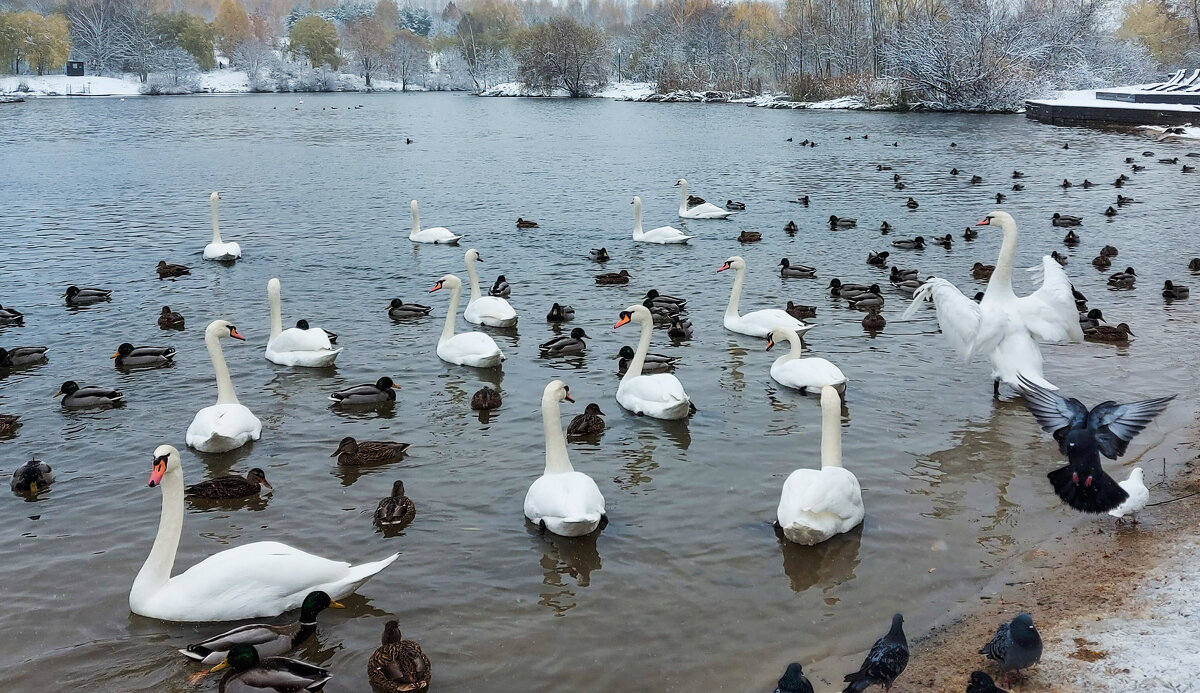 *** - Владимир Безбородов