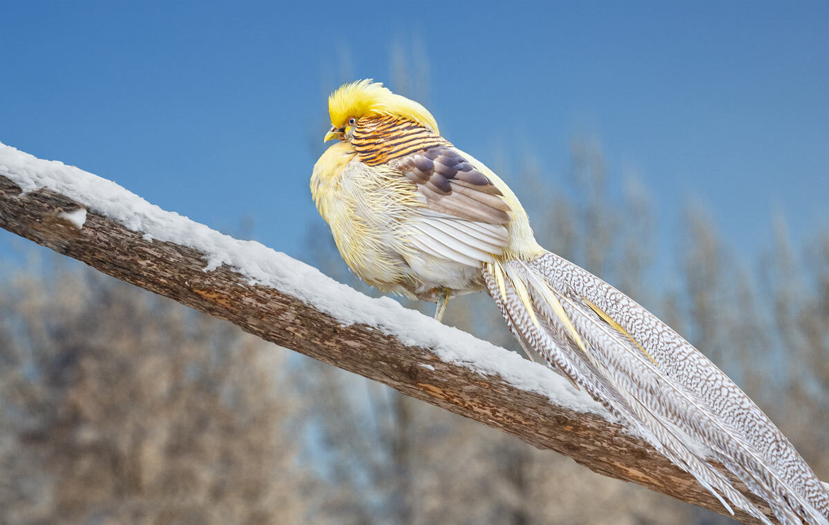 Королевский фазан - SanSan 