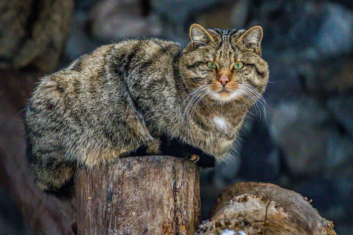 европейский кот - аркадий 