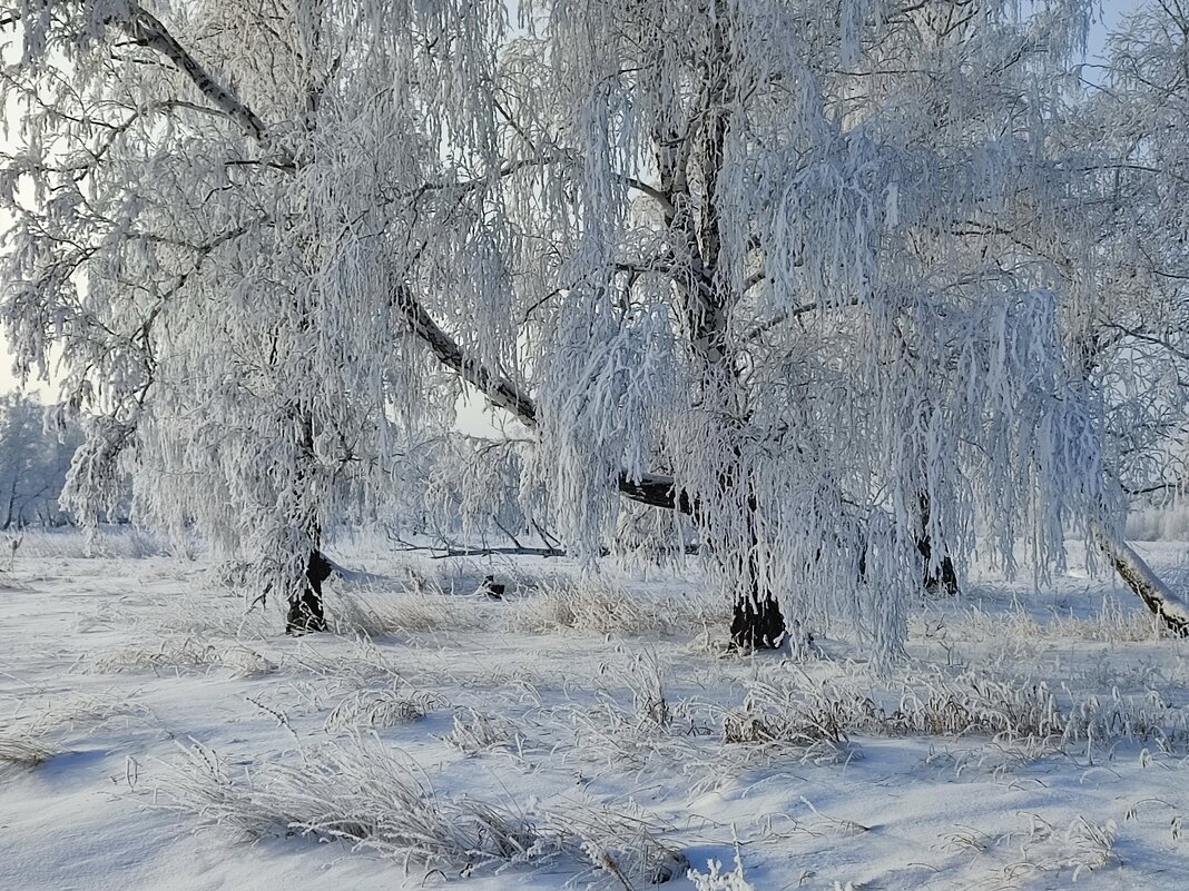 В серебре - Валентина Богатко 