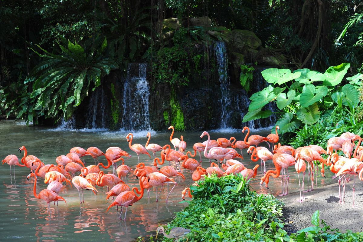 Розовые фламинго из Сингапура - Юрий Белоусов
