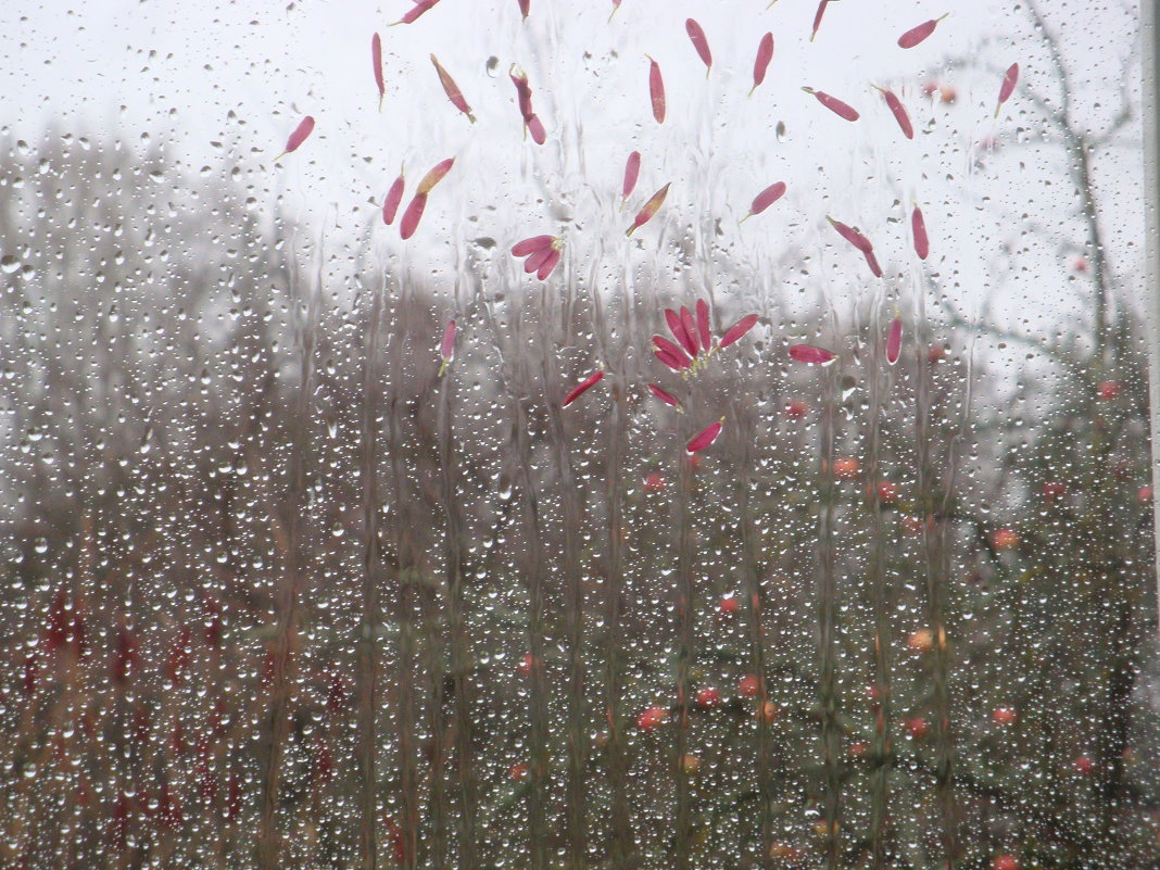 Дождь за моим окном - Mariya laimite