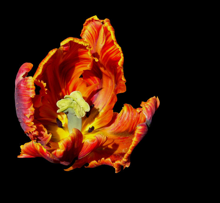 огненный цветок - Fedor K 