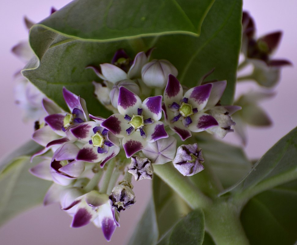 15.11.13 Калотропис высокий, или Содомское яблоко (лат. Calotropis procera). Цветки крупно - Борис Ржевский