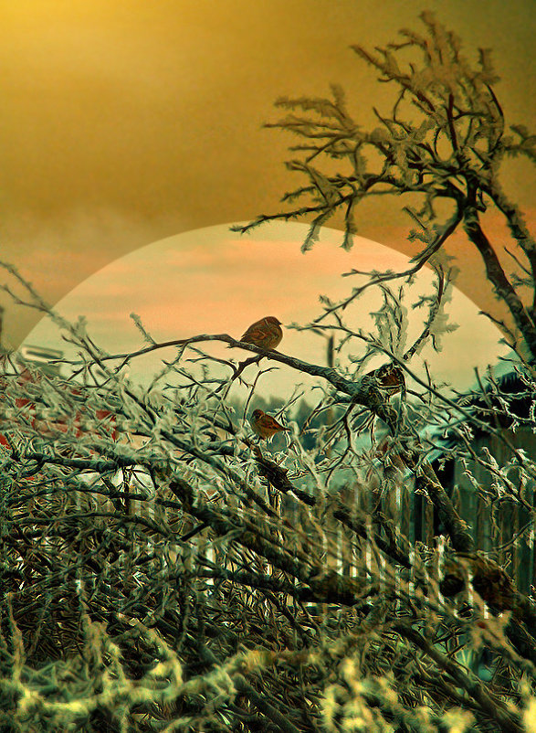 Ноктюрн замерзших птиц - Александр | Матвей БЕЛЫЙ