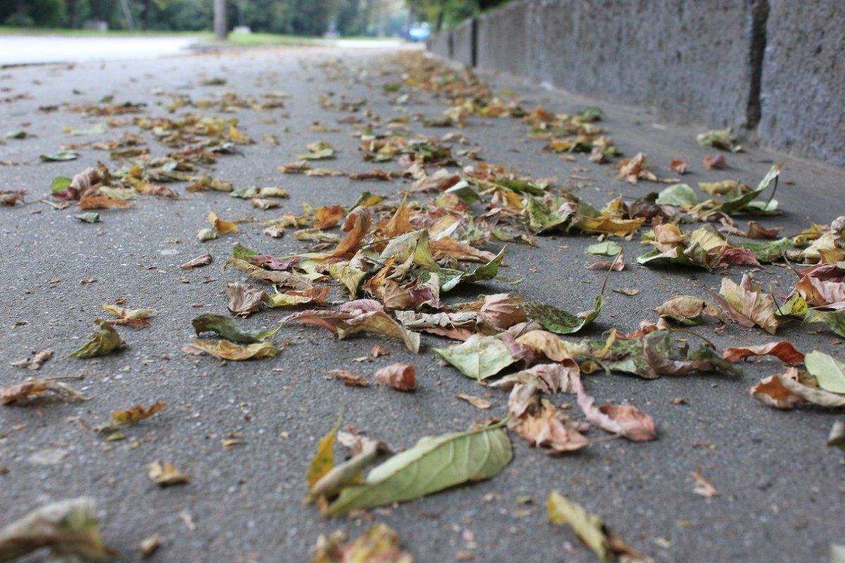 Осенние листья - Андрей Сорокин
