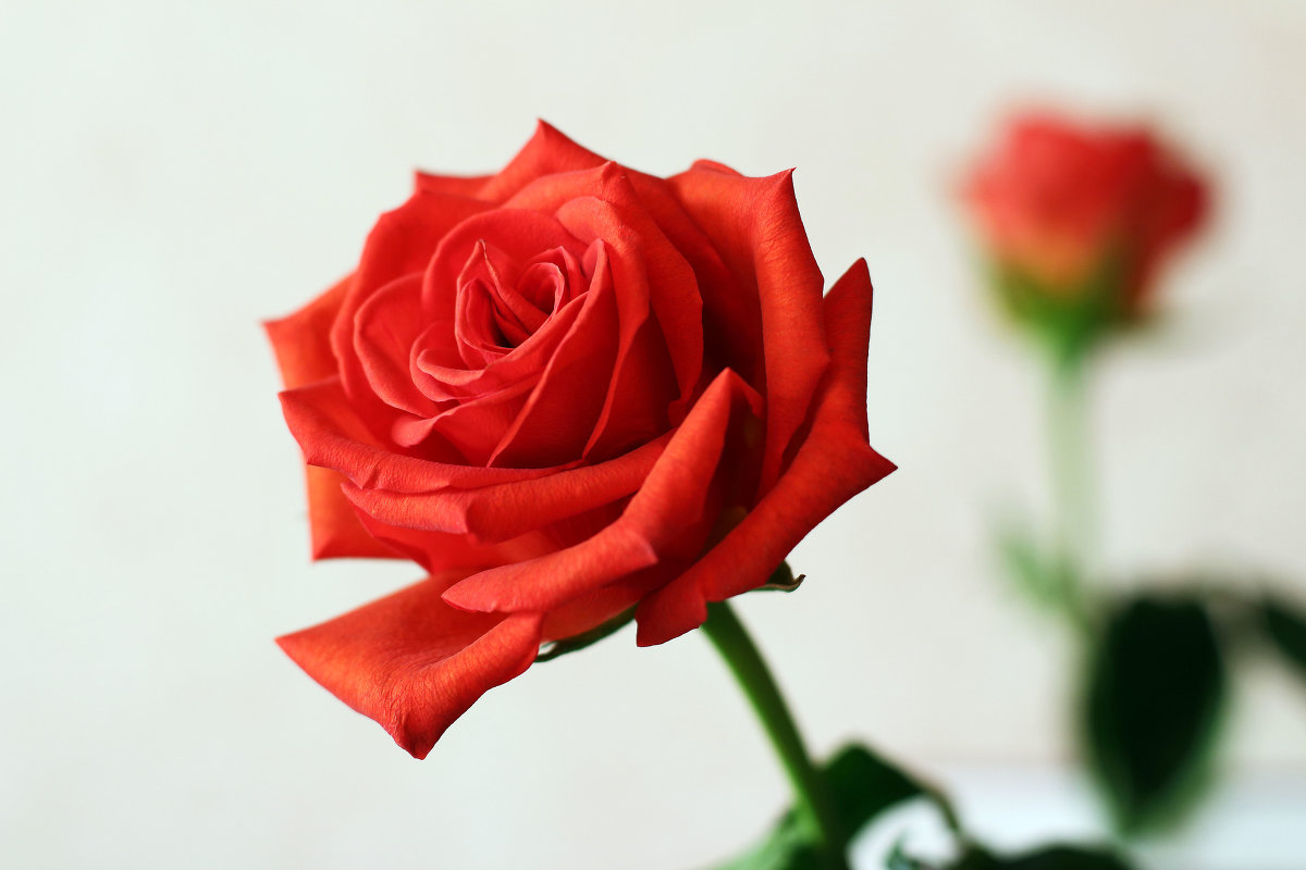 Красная роза - Алина 